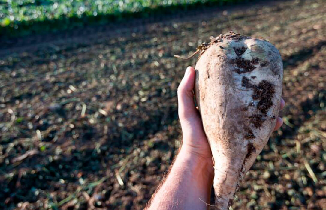 Lamentan el cese definitivo (aunque lo llamen «momentáneo») de la Azucarera de Jerez, caída de un sector que llegó a tener 90 fábricas en España