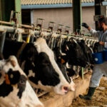 El Gobierno destina 660.000€ a comprar vacunas contra la dermatosis pero solo para Cataluña mientras le piden que no haya diferencias entre las CCAA