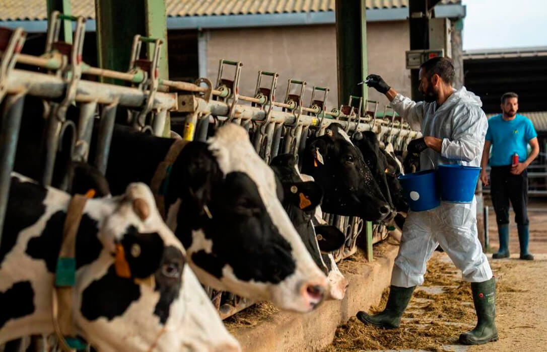 El Gobierno destina 660.000€ a comprar vacunas contra la dermatosis para Cataluña y abre la puerta a Aragón mientras le piden que no haya diferencias entre las CCAA