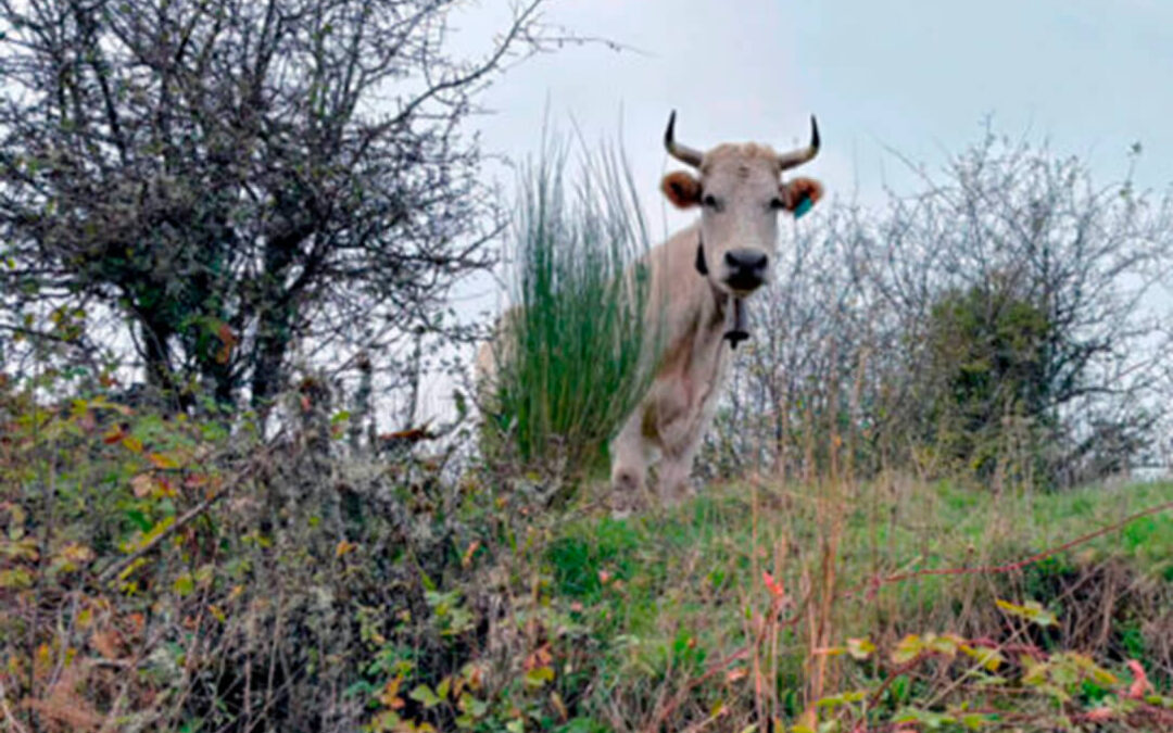 Los otros efectos de la dermatosis: Compás de espera en la cotización del bovino de carne a la espera de ver cómo evoluciona la enfermedad