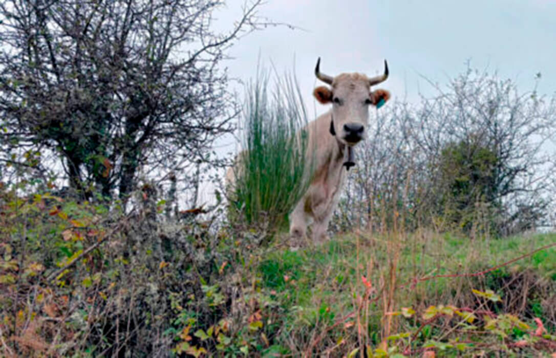 Los otros efectos de la dermatosis: Compás de espera en la cotización del bovino de carne a la espera de ver cómo evoluciona la enfermedad