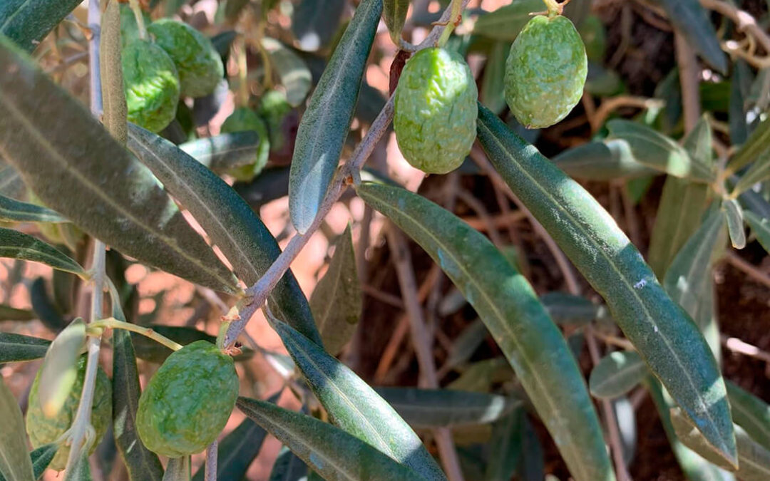 La preocupación por la campaña del aceite se extiende: ya hablan de «daños irreversibles con muchas aceitunas que ya no podrán recuperarse»