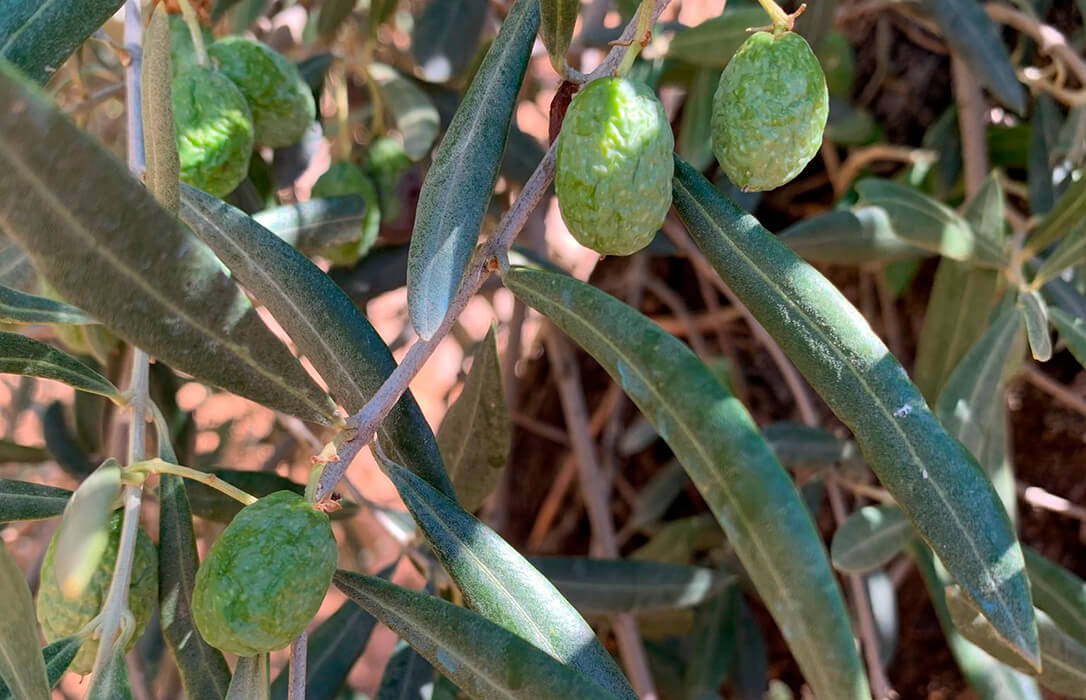 La preocupación por la campaña del aceite se extiende: ya hablan de «daños irreversibles con muchas aceitunas que ya no podrán recuperarse»
