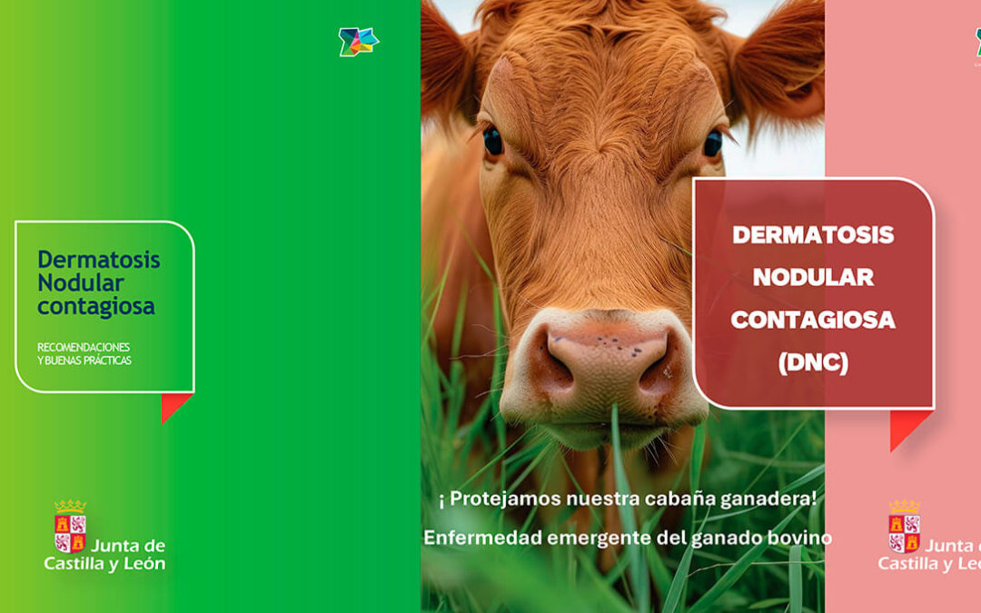 Campaña informativa para ganaderos y veterinarios para reforzar la prevención y la vigilancia ante la presencia de la dermatosis bovina