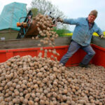 Andalucía denuncia a los especuladores de la patata: escandaloso diferencial del 630% entre el precio en origen y el que paga el consumidor