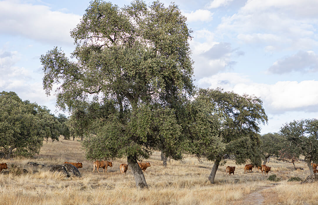 El campo ecológico presume de triple impacto: económico, social y medioambiental en una jornada de puertas abiertas