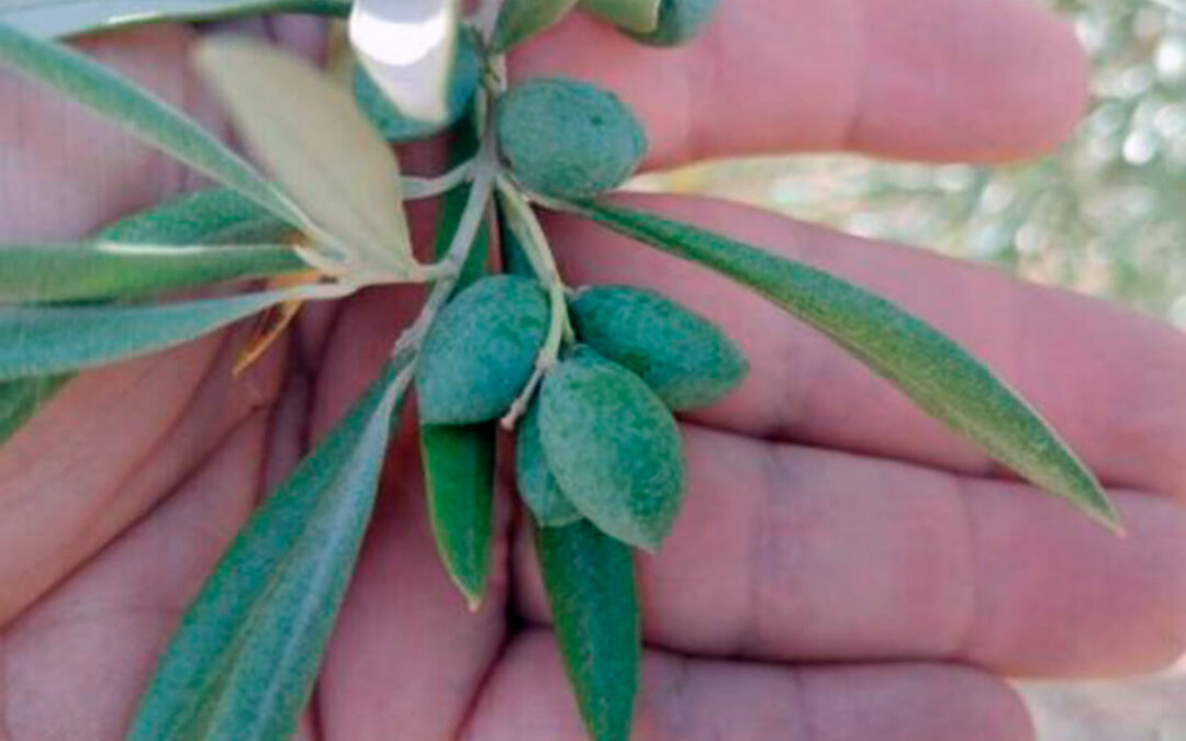 Las malas noticias en el olivar se ratifican: descenso de la producción en Extremadura porque aunque llueva «el daño ya está hecho»