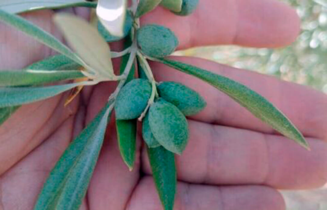 Las malas noticias en el olivar se ratifican: descenso de la producción en Extremadura porque aunque llueva «el daño ya está hecho»