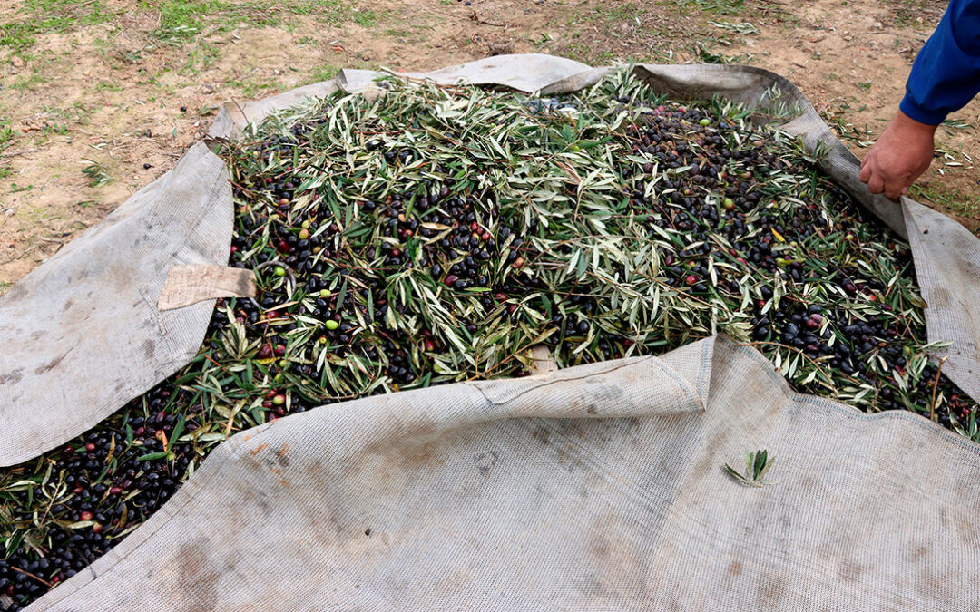 El sector aplaude por su relevancia de cara al futuro la publicación de la norma de comercialización del aceite aunque «este año no se activará»