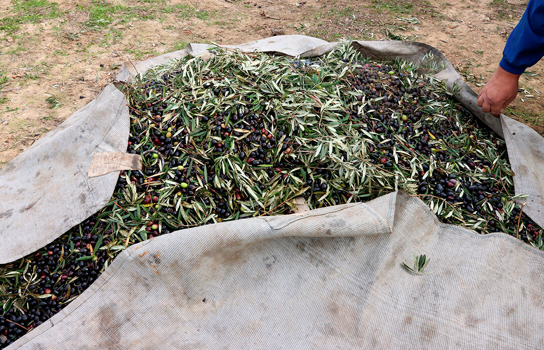El sector aplaude por su relevancia de cara al futuro la publicación de la norma de comercialización del aceite aunque «este año no se activará»