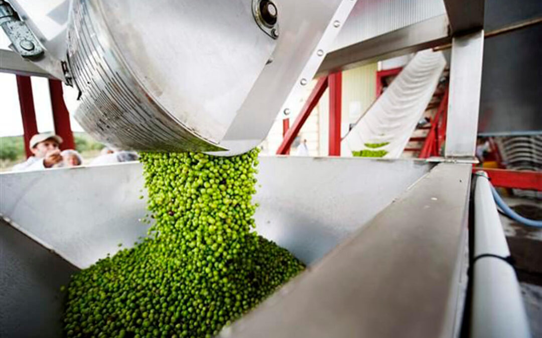 La campaña de verdeo atraviesa su ecuador con preocupación ya que la estimación de cosecha continúa a la baja a medida que sigue sin llover