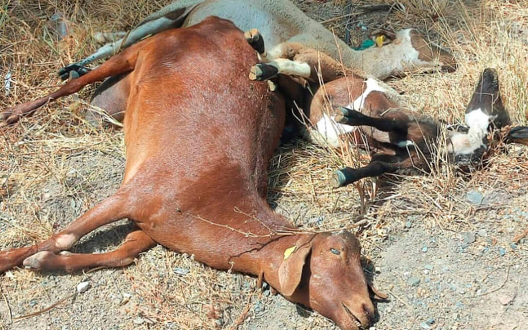 La presión logra su objetivo: la Junta andaluza dará ayudas por la lengua azul para el ganado ovino y se compromete a incluir también al caprino
