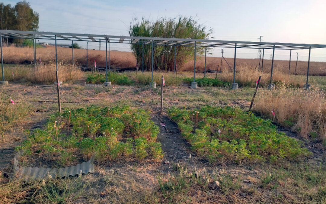 La UCO investiga el potencial de una leguminosa más productiva que la alfalfa en secano y resistente a la sequía como forrajera para la dehesa