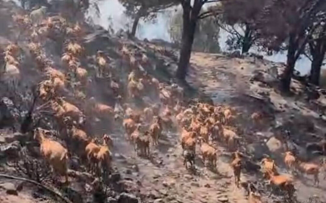 Los ganaderos afectados por el incendio de La Peña de Tarifa se quedan fuera de las ayudas del Gobierno y exigen que se corrija esta decisión
