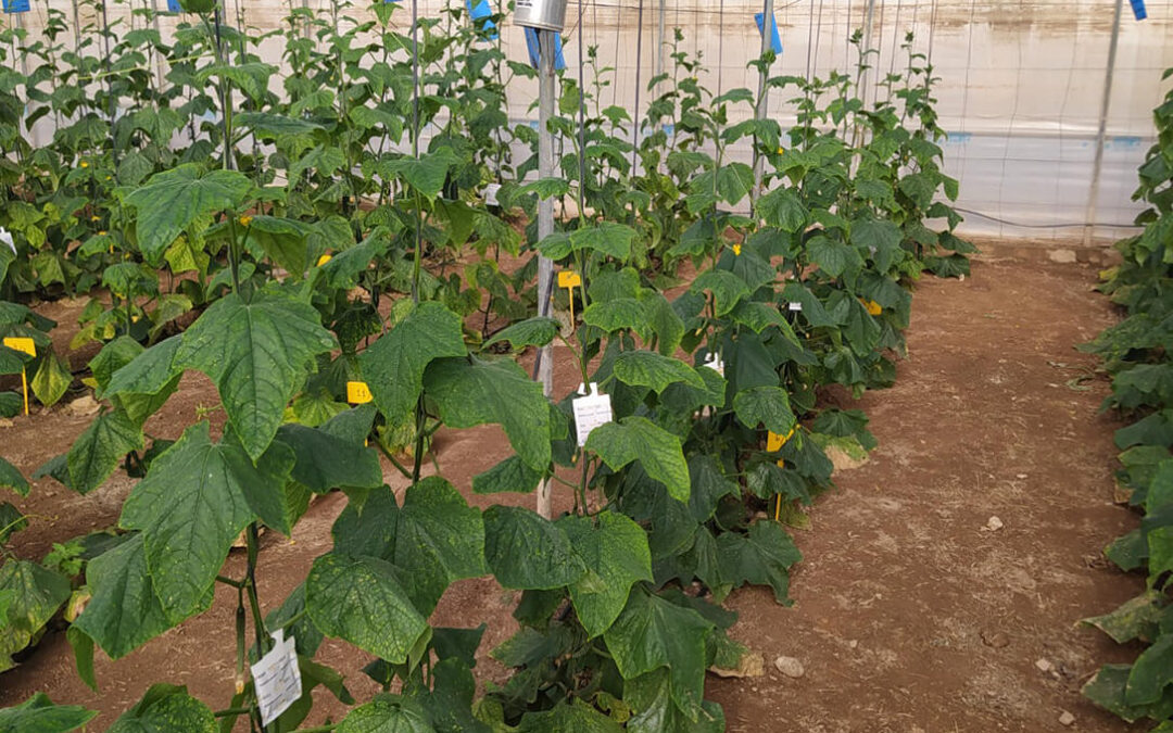 Los posos de café mejoran la calidad y seguridad nutricional de los pepinos, según un estudio de la Universidad de Granada