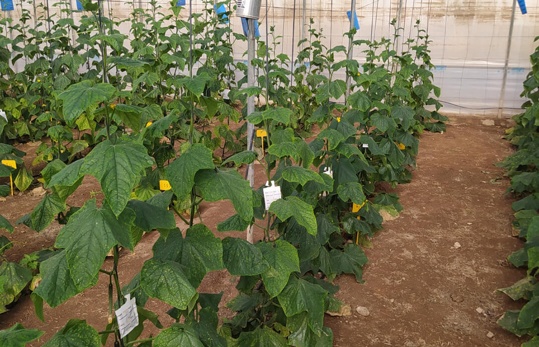 Los posos de café mejoran la calidad y seguridad nutricional de los pepinos, según un estudio de la Universidad de Granada