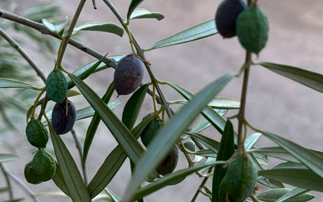 Máxima preocupación: Hay olivares de secano agonizando y de riego con menos kilos de aceituna de los esperados