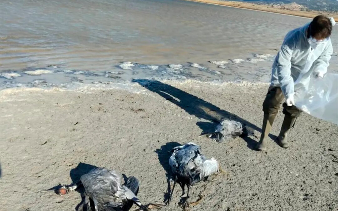 Aragón prohíbe criar gallinas al aire libre para prevenir la gripe aviar hasta febrero tras aparecer más de 250 grullas muertas en humedales