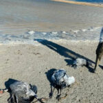 Aragón prohíbe criar gallinas al aire libre para prevenir la gripe aviar hasta febrero tras aparecer más de 250 grullas muertas en humedales