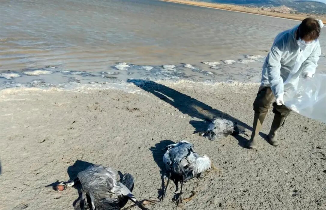 Aragón prohíbe criar gallinas al aire libre para prevenir la gripe aviar hasta febrero tras aparecer más de 250 grullas muertas en humedales