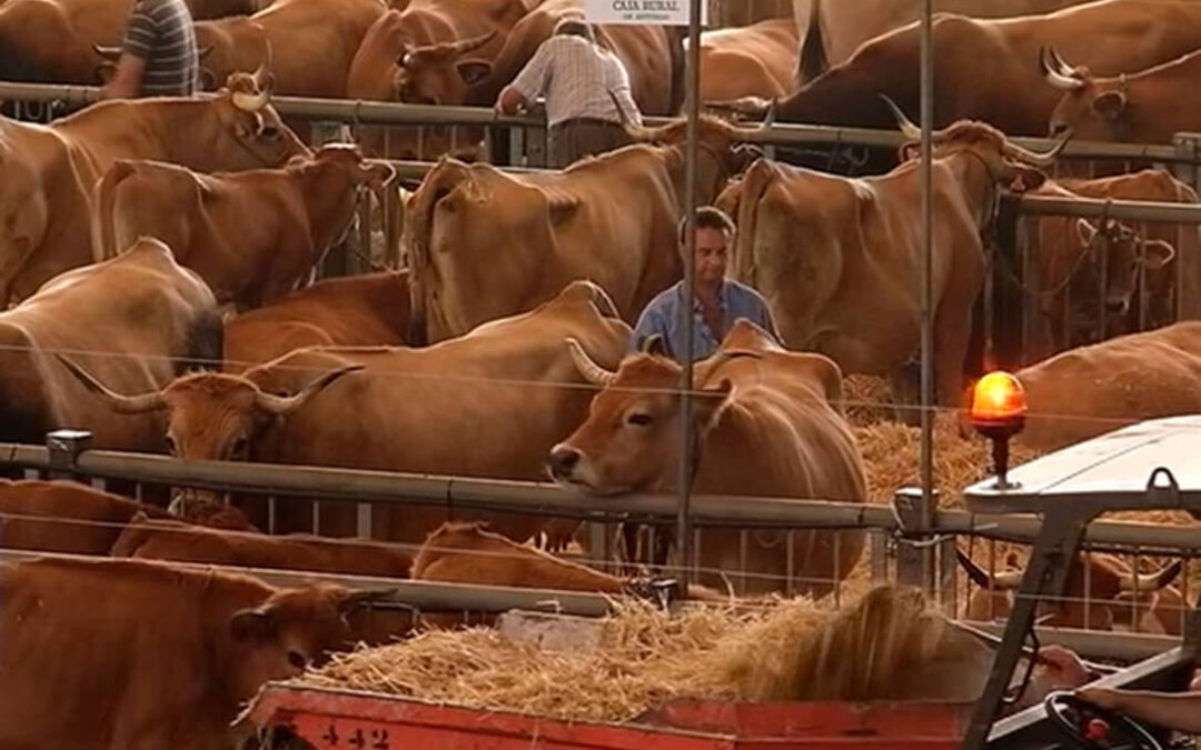 Andalucía acuerda no desplazar al bovino ante el avance de la dermatosis mientras que Murcia adopta medidas para frenar su expansión