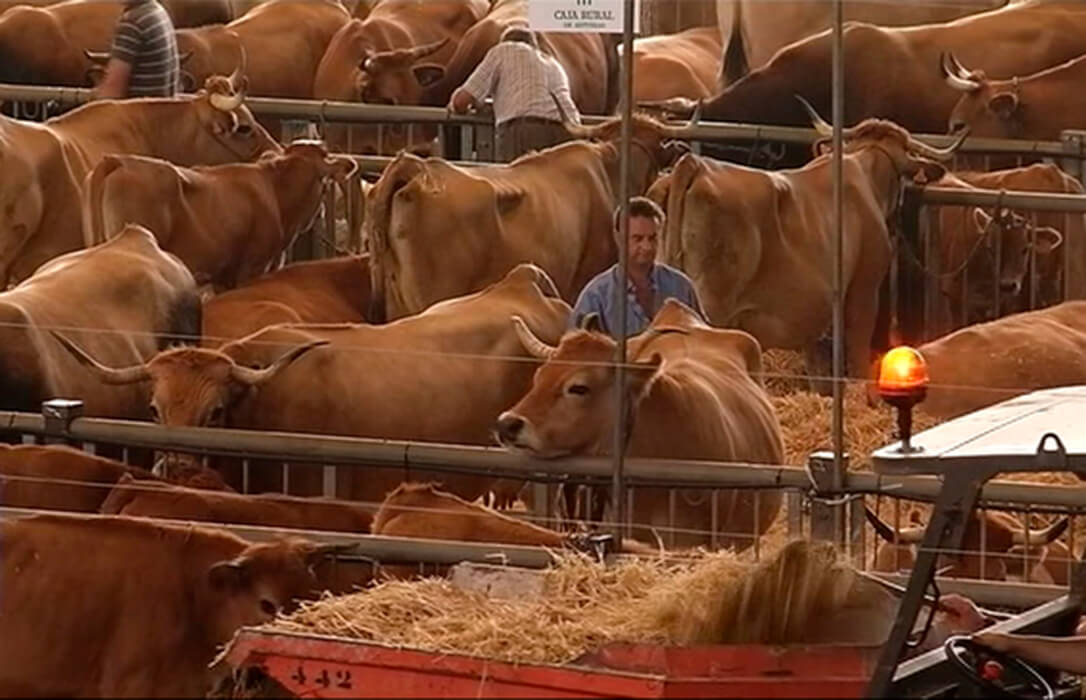 Andalucía acuerda no desplazar al bovino ante el avance de la dermatosis mientras que Murcia adopta medidas para frenar su expansión