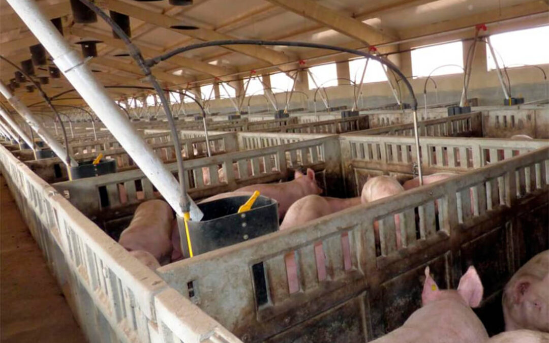 Exigen a Medio Ambiente que no frene al sector porcino de Castilla y León al mantener una normativa obsoleta en la gestión de purines