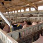 Exigen a Medio Ambiente que no frene al sector porcino de Castilla y León al mantener una normativa obsoleta en la gestión de purines