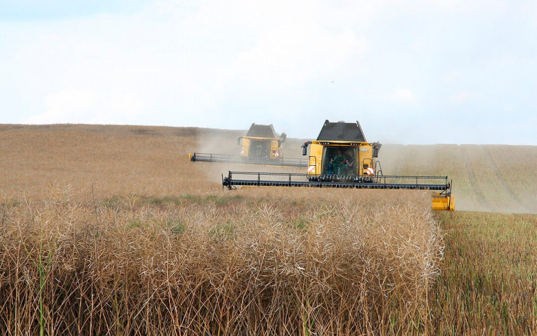 El mercado nacional se mantiene otra semana más estable mientras Sudamérica gana protagonismo en las exportaciones de cereales