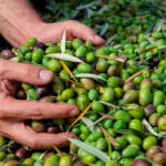 La sequía va a provocar pérdidas superiores a los 27 millones de euros en el sector de la aceituna manzanilla cacereña