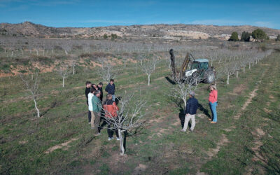 El proyecto Pistazero consigue adelantar entre tres y cuatro años la entrada en producción del pistacho tras tres años de ensayos
