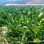 Los productores españoles de alcachofa auguran una “buenísima” campaña que esta misma semana arrancará en Tudela y la Ribera, en Navarra