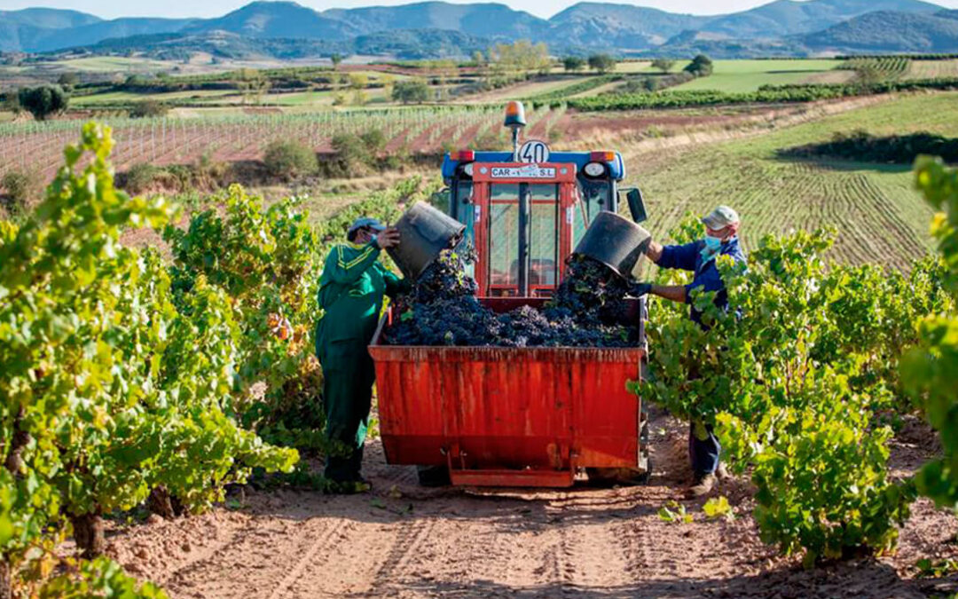 El Tribunal Superior de Justicia impide la doble inscripción de viñas en la DOCa Rioja y en Viñedos de Álava