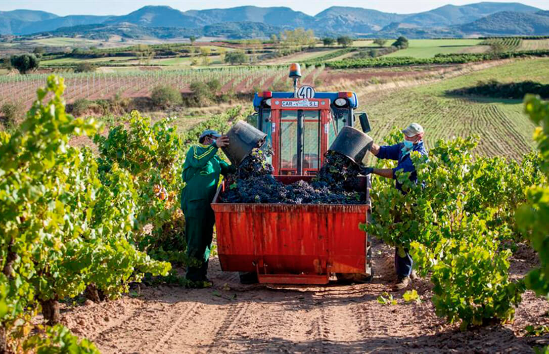 El Tribunal Superior de Justicia impide la doble inscripción de viñas en la DOCa Rioja y en Viñedos de Álava