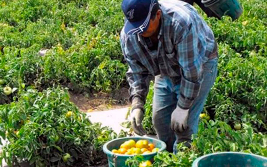 El paro agrícola sube un 8,76% en el tercer trimestre respecto al segundo pero se redujo un 5,87% respecto al año pasado, según la EPA