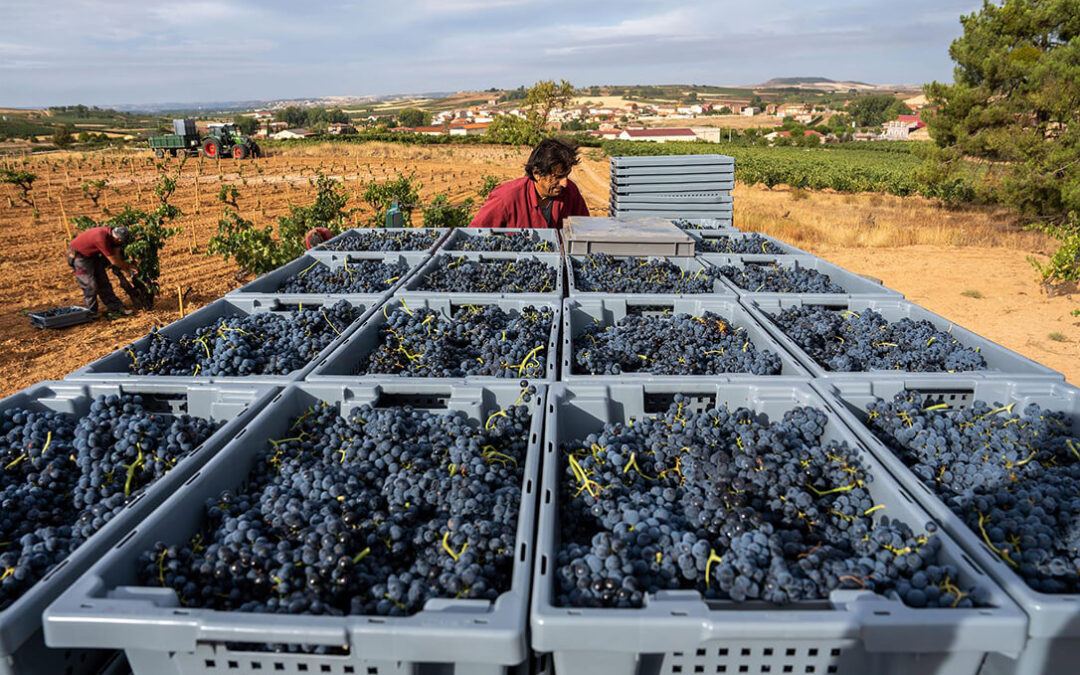 Fuerte enfado por un exceso de burocracia añadida para el viticultor de Ribera del Duero con una nueva declaración de cosecha de uva