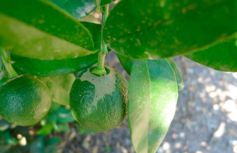 Alertan de la grave situación de los cultivos por plagas de trips y araña roja y piden autorizar un uso excepcional de materias activas eficaces