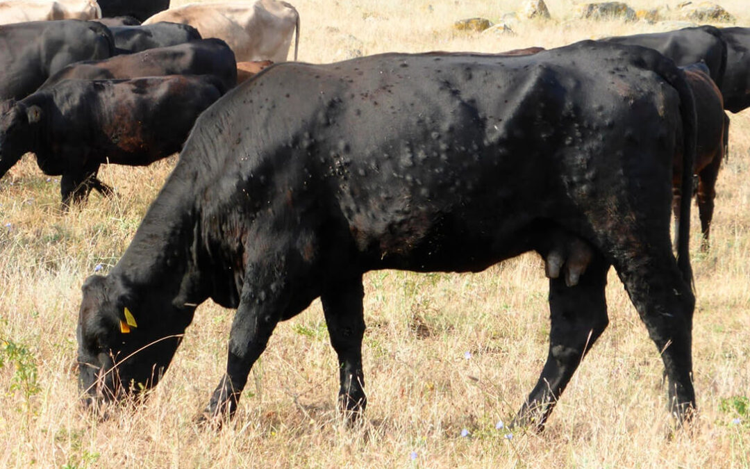 Reclaman una vacunación inmediata y preventiva de toda la cabaña ganadera bovina en España y la elaboración de protocolos de cómo actuar