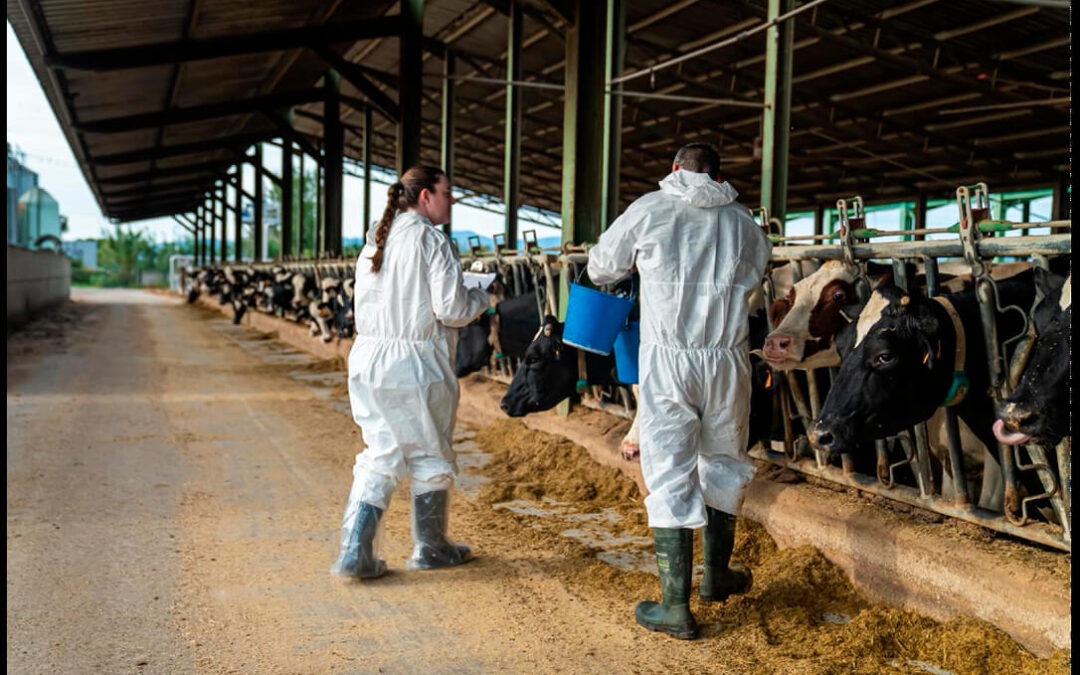 Empieza la vacunación del ganado en el nuevo radio de protección de la dermatosis nodular mientras se descarta un caso en Huesca