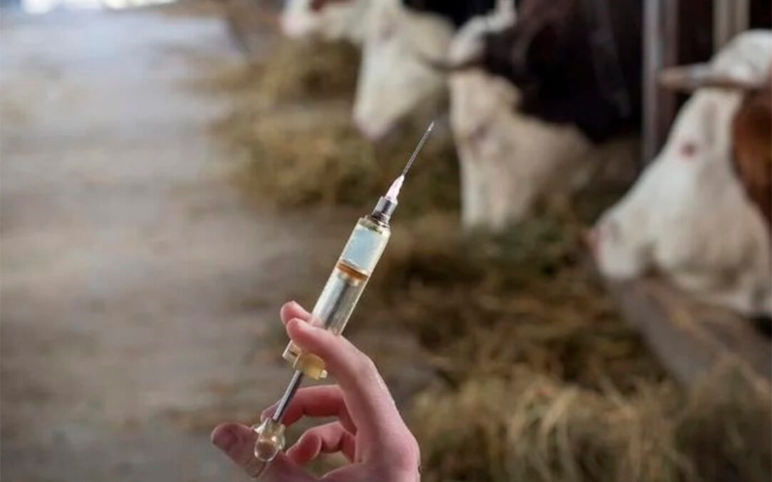 Aragón inicia el lunes la vacunación preventiva contra la dermatosis nodular como barrera sanitaria pese a no tener ningún caso en la región