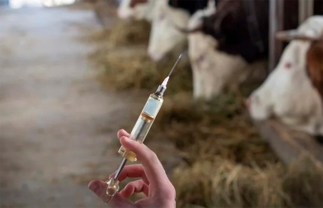 Aragón inicia el lunes la vacunación preventiva contra la dermatosis nodular como barrera sanitaria pese a no tener ningún caso en la región