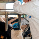 Francia se plantea generalizar la vacuna contra la dermatosis a toda la cabaña bovina ante el rechazo al sacrificio de los animales infectados