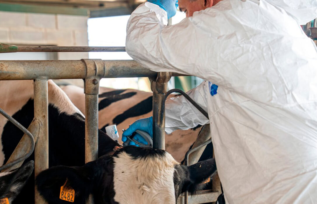 Francia se plantea generalizar la vacuna contra la dermatosis a toda la cabaña bovina ante el rechazo al sacrificio de los animales infectados