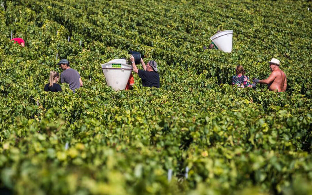 Algunas protestas tiene efectos: Francia destinará 130 millones en ayudas para afrontar la crisis del sector vitivinícola