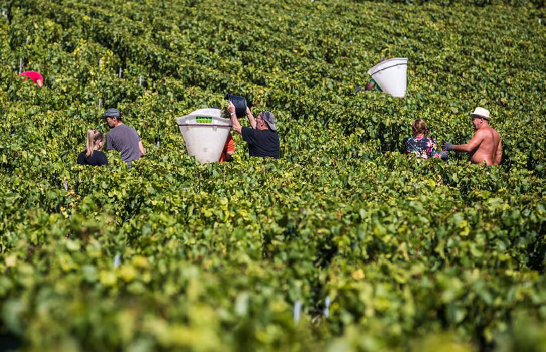 Algunas protestas tiene efectos: Francia destinará 130 millones en ayudas para afrontar la crisis del sector vitivinícola