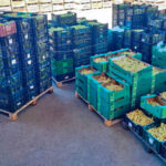 Plusieurs opérations menées par la Garde civile depuis septembre ont permis la saisie de 54 tonnes d'olives faisant l'objet d'un commerce illégal à Séville.