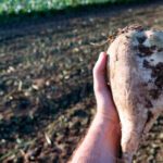 El Fega revisa al alza la ayuda de la PAC 2025 a la remolacha que sube 41 € y alcanzará los 733 euros por hectárea por la caída de superficie