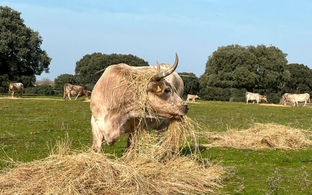 Castilla y León aprueba la ampliación hasta el 30 de noviembre de las medidas de prevención frente a la dermatosis con el respaldo del sector