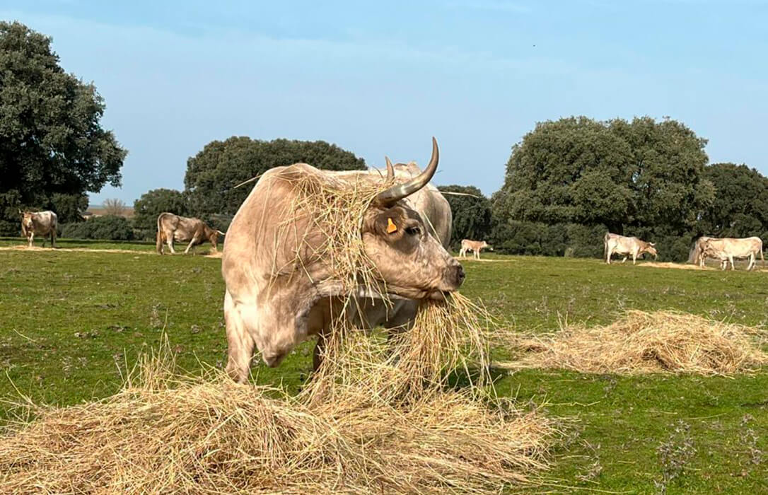 Castilla y León aprueba la ampliación hasta el 30 de noviembre de las medidas de prevención frente a la dermatosis con el respaldo del sector
