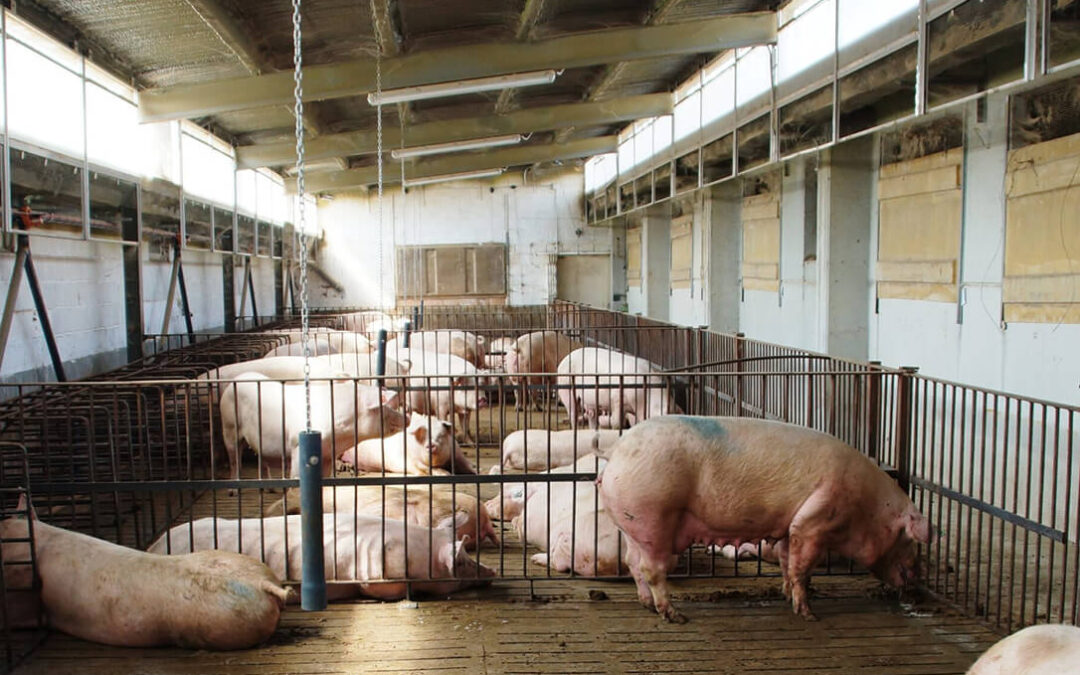 Una sentencia del Tribunal Supremo tumba las tablas de densidad porcina del Gobierno por falta de rigor económico: “Se demuestra que teníamos razón”